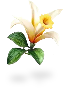 Picture - Experts_Flower